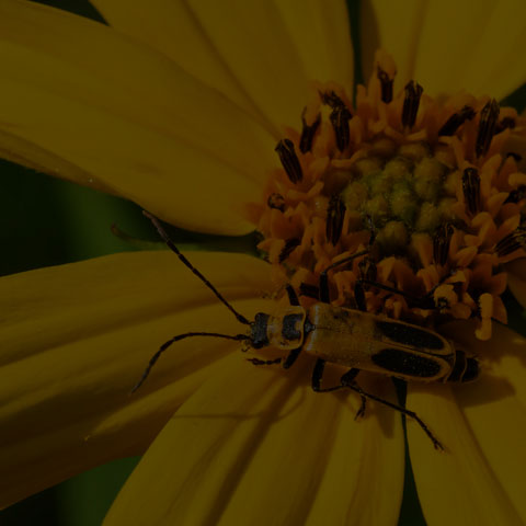 Goldenrod Soldier Beetle