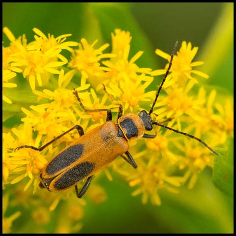 Goldenrod Soldier Beetle