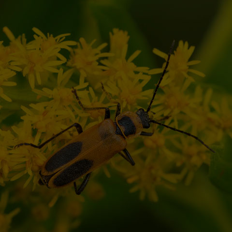 Goldenrod Soldier Beetle