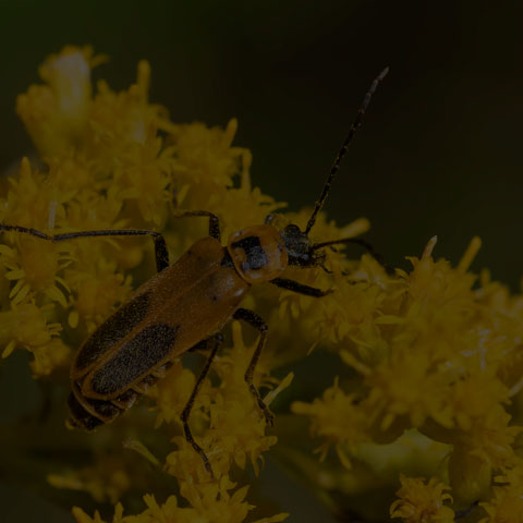 Goldenrod Soldier Beetle