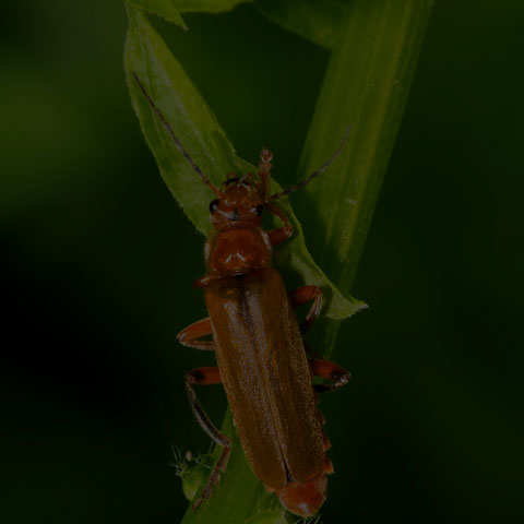 Livid Soldier Beetle