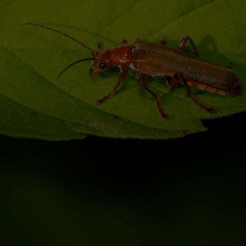 Livid Soldier Beetle