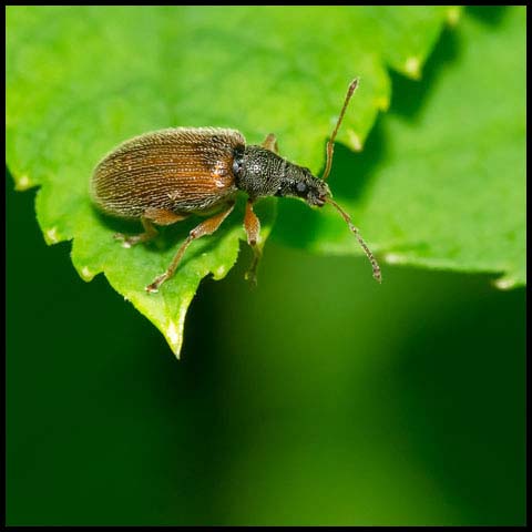 Brown Leaf Weevil