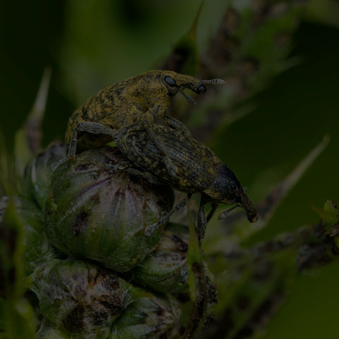 Canada Thistle Bud Weevil