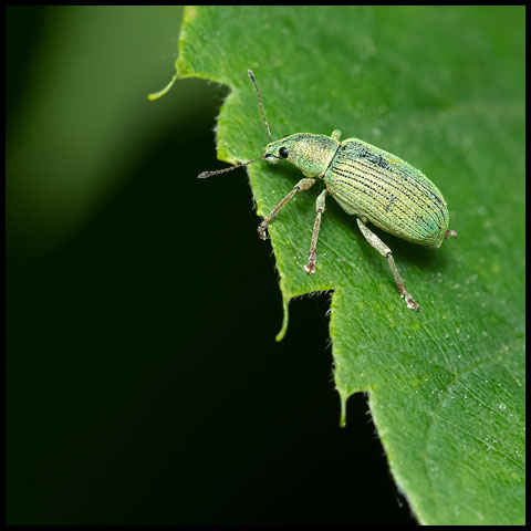 Green Immigrant Leaf Weevil