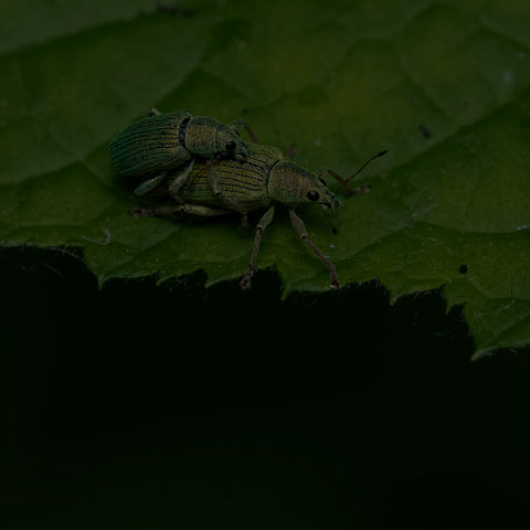 Green Immigrant Leaf Weevil