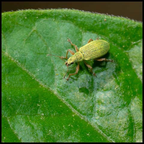 Pale Green Weevil