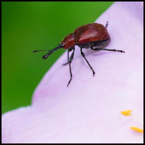 Rose Curculio