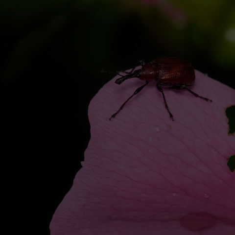 Rose Curculio