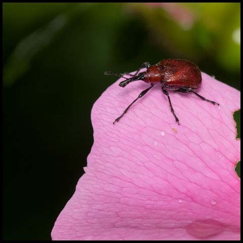 Rose Curculio