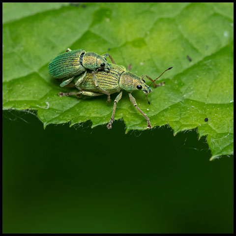 Weevils