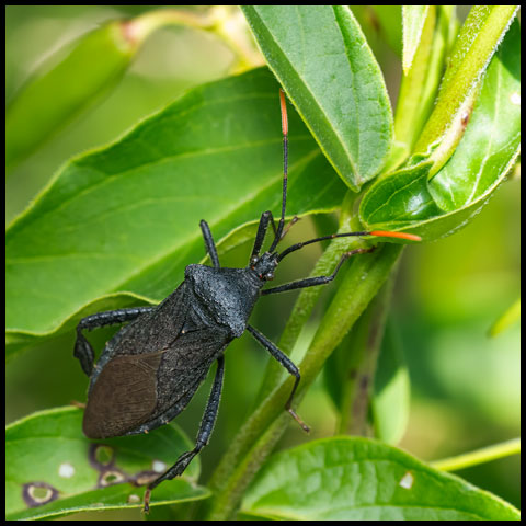 A Bevy of Bugs