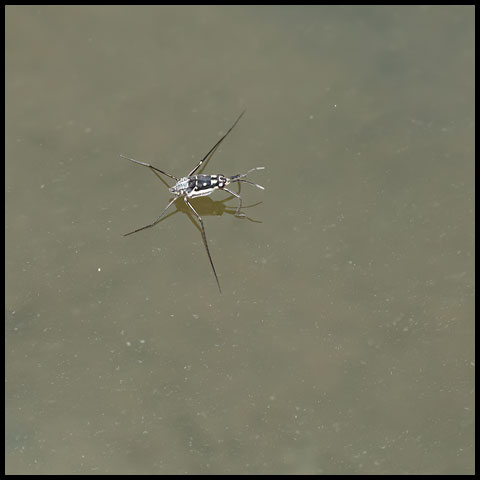 Bright Water Strider