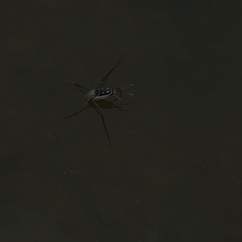 Bright Water Strider