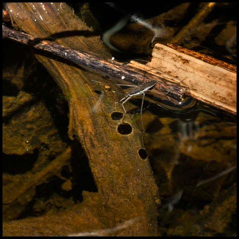Common Water Strider