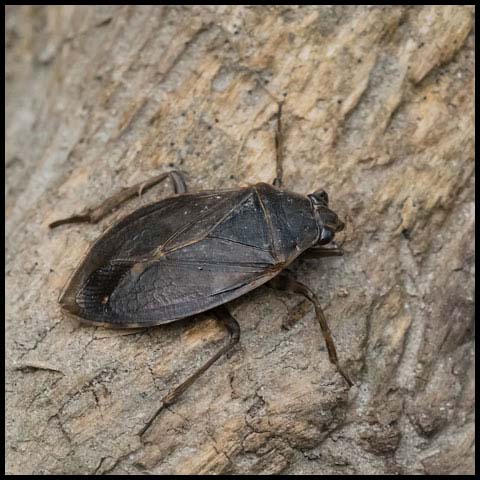 Giant Water Bug