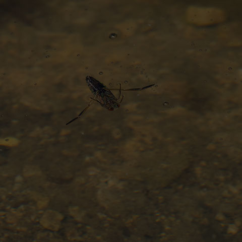 Milky Backswimmer