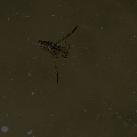 Milky Backswimmer