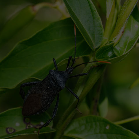 Orange-tipped Leaf-footed Bug