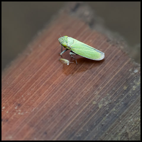 Bog Leafhopper