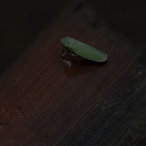 Bog Leafhopper