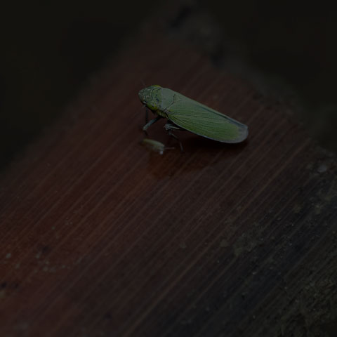 Bog Leafhopper