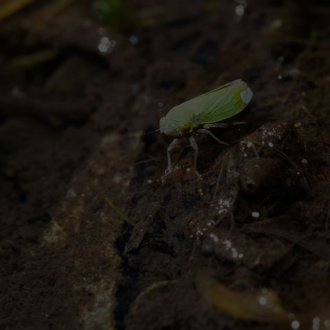 Bog Leafhopper 