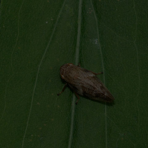 European Alder Spittle Bug