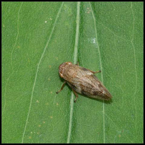 European Alder Spittlebug