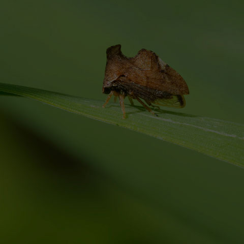 Keeled Treehopper