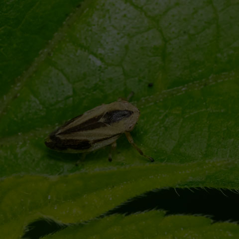 Meadow Spittlebug