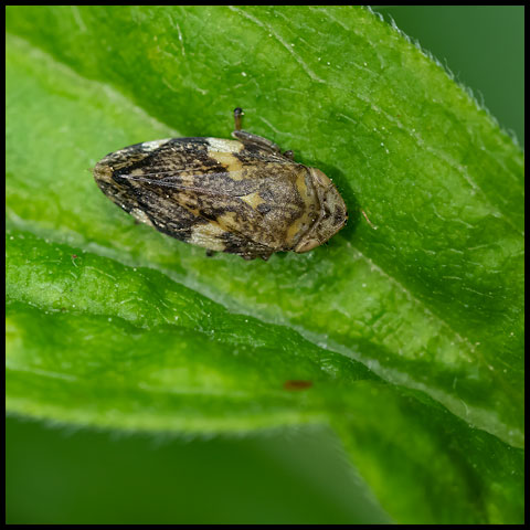 Meadow Spittlebug