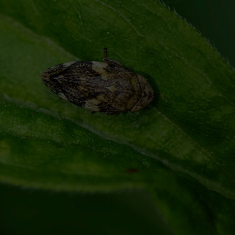 Meadow Spittlebug