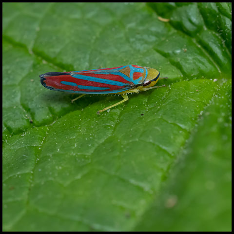 Red-banded Leafhopper