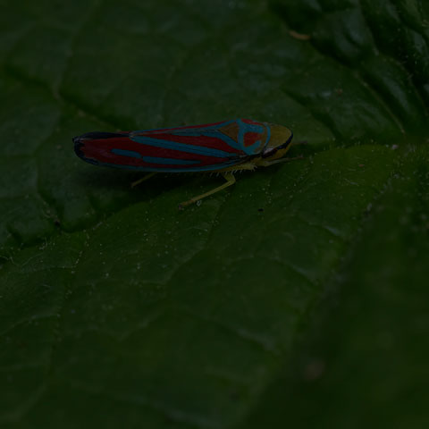 Red-banded Leafhopper