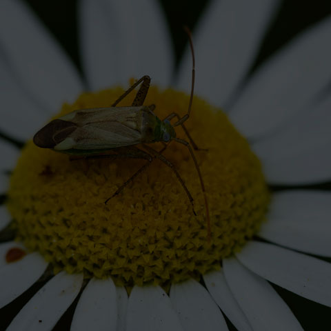 Alfalfa Plant Bug