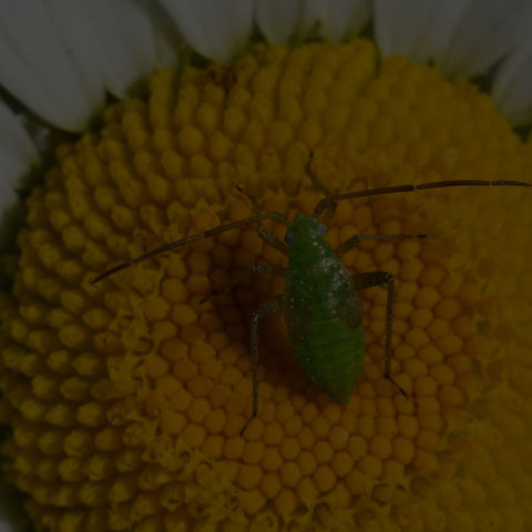 Alfalfa Plant Bug