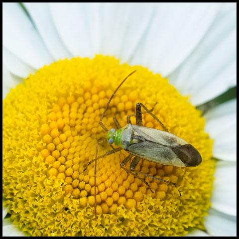 Alfalfa Plant Bug