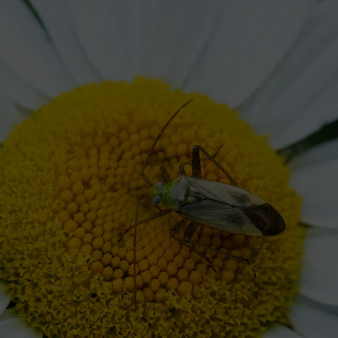 Alfalfa Plant Bug