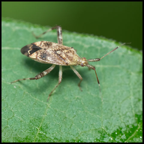 Clouded Plant Bug