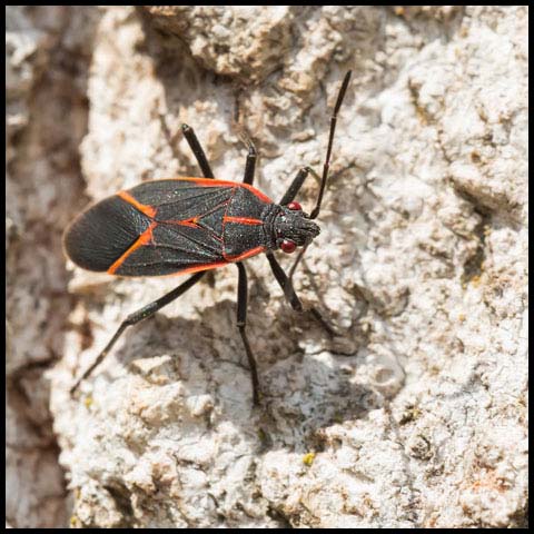 Eastern Boxelder Bug