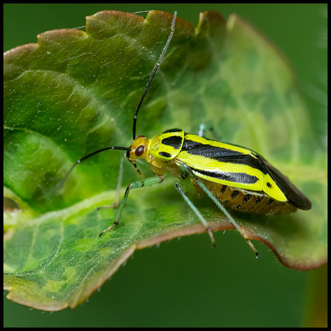 Four-lined Plant Bug