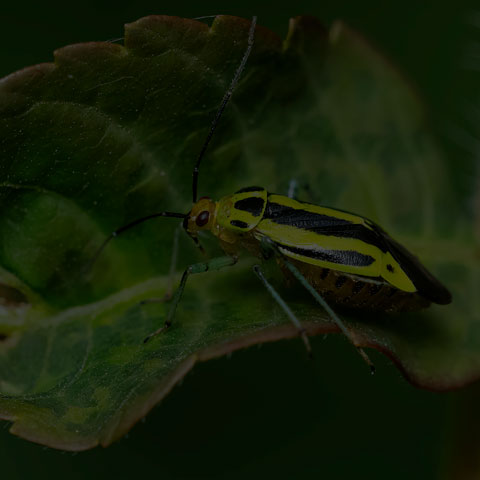 Four-lined Plant Bug