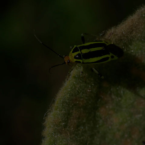 Four-lined Plant Bug