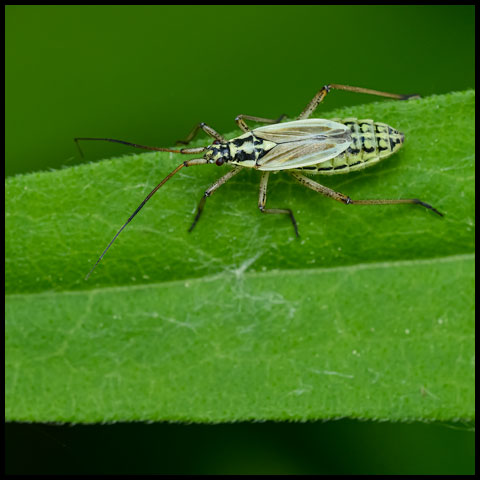 Meadow Plant Bug