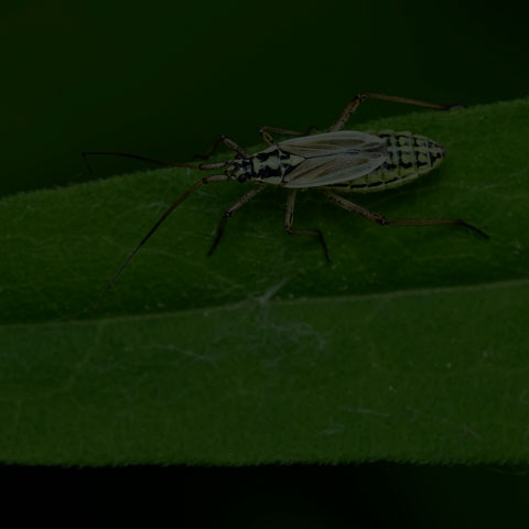 Meadow Plant Bug