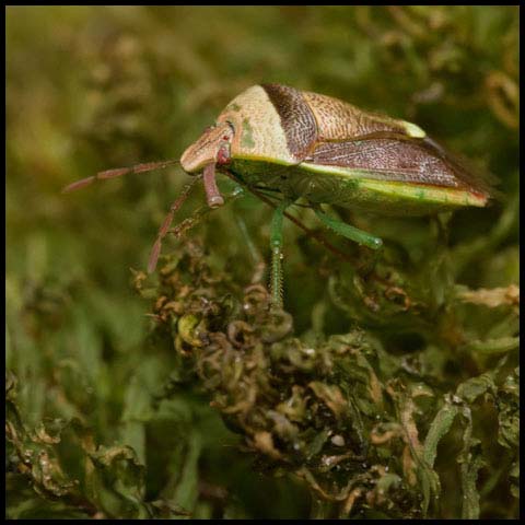 Bald Stink Bug
