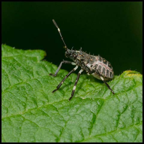 Brown Marmorated Stink Bug