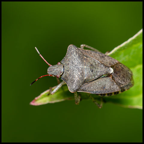 Dusky Stink Bug