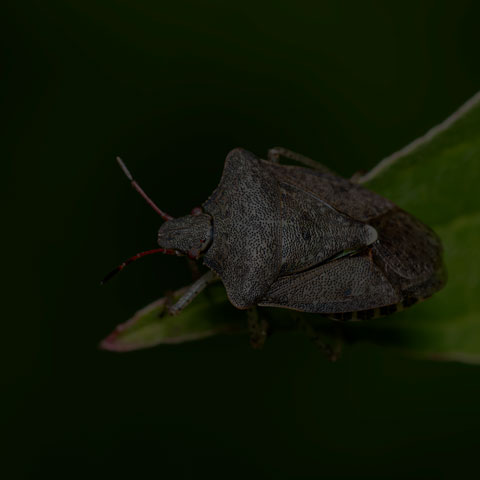 Dusky Stink Bug